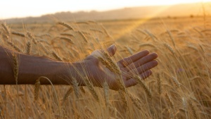A hand touching wheat plants.