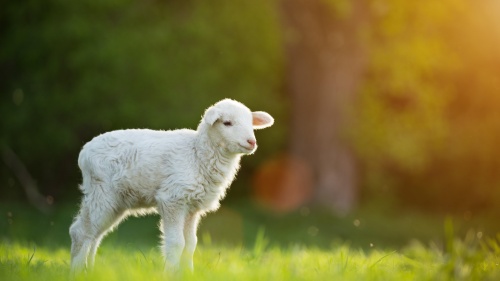 A lamb in a green field.
