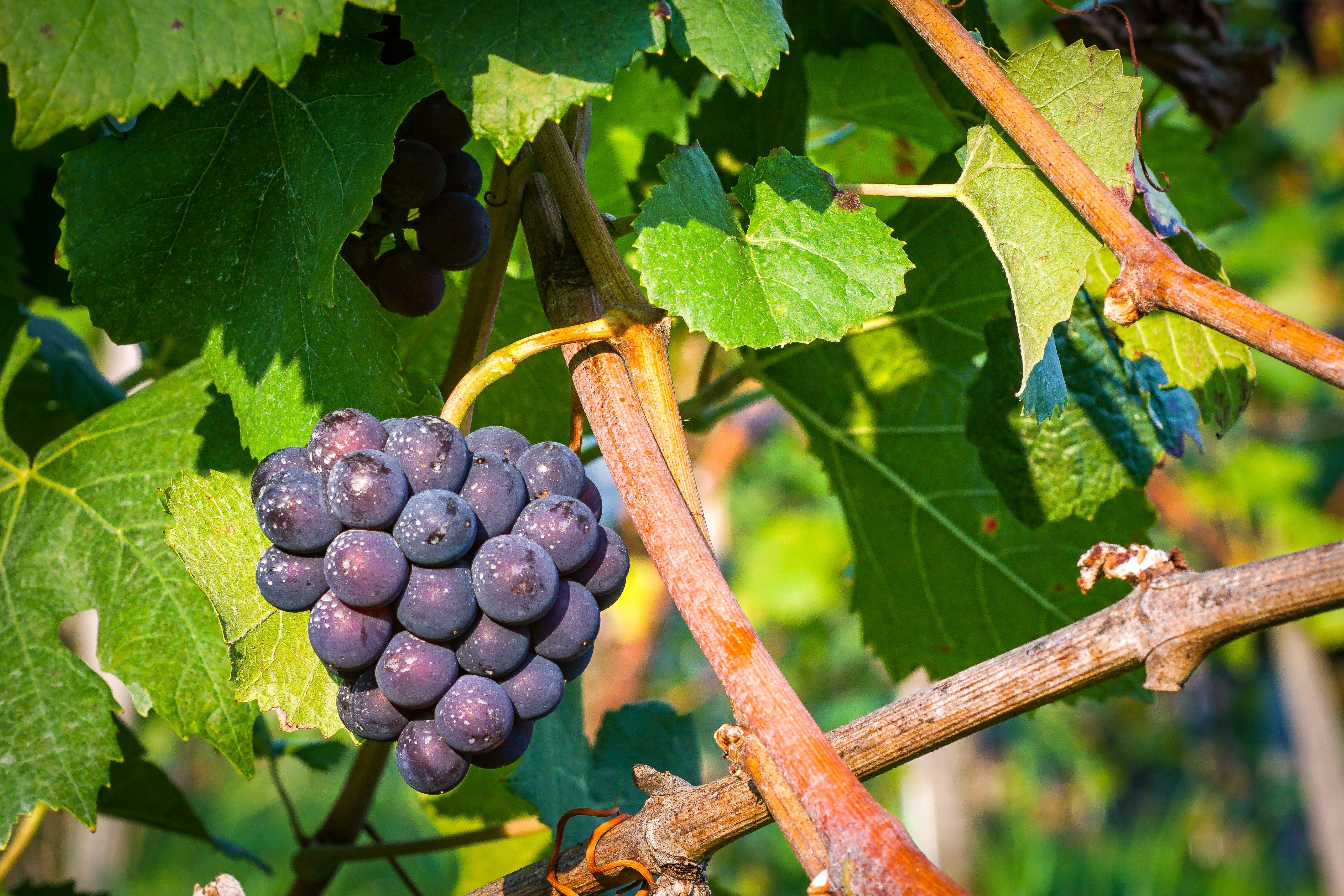 Photo of a grapevine with purple grapes on it.